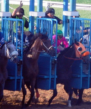 Horses leave the gate