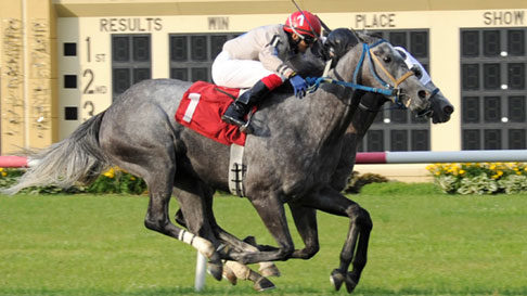 Holy cross place your bets horse non directional trading forex
