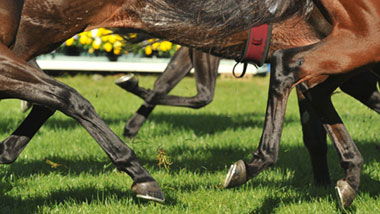 close up horse racing